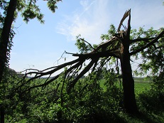 These trees were twisted and snapped rather than blown over. 