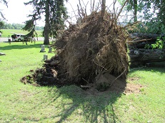 Both uprooted trees and snapped and twisted trees were observed in the cemetery. 