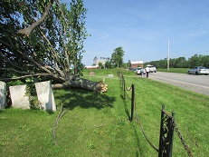 Similar to the silo, this tree was lifted and moved from it's original location.  