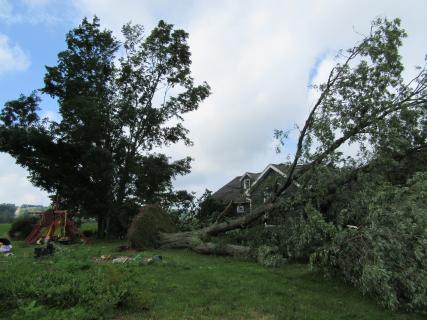 Uprooted tree