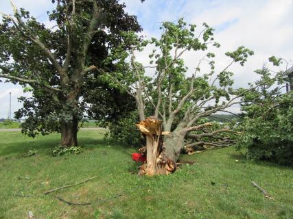 Snapped tree