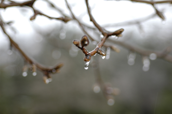 Ice 7