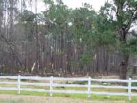 pic3