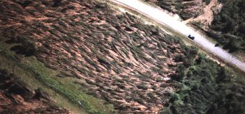 Trees blown down in straight lines by microburst winds
