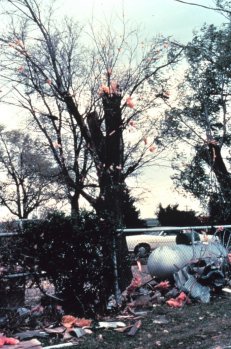 Tornado leaves a path of damage to treetops and windswept homes. Here windswept debris is