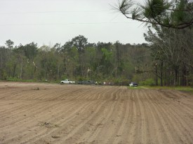 Tree damage photo.