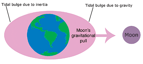 Tidal bulges due to inertia and gravity