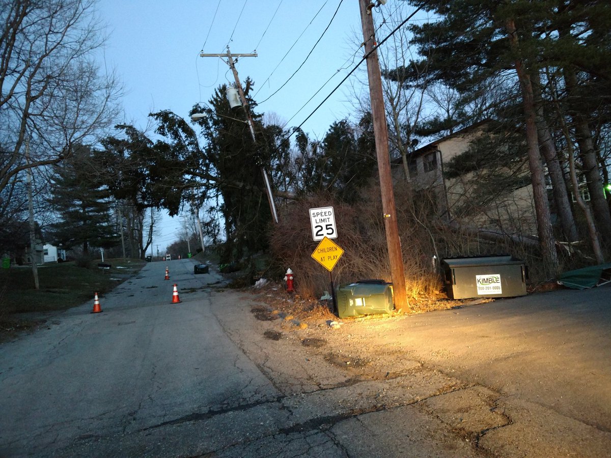 Pine Tree on power lines in North Canton