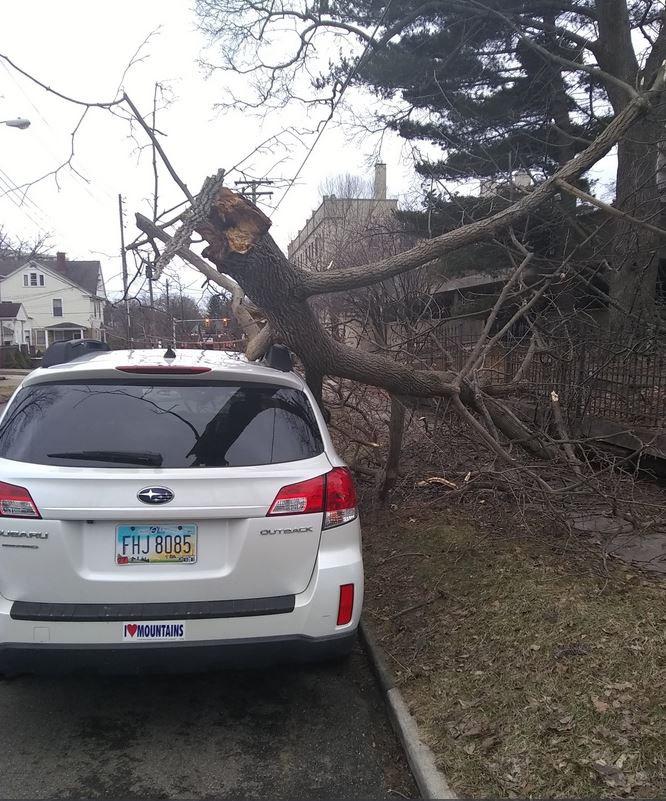 Tree limb down on wires and car