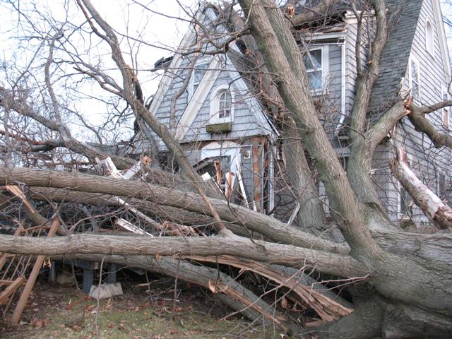wind damage from a tree