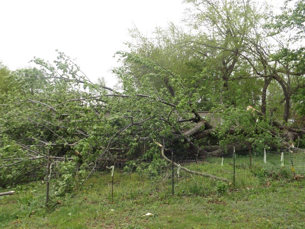 Photo of a fallen tree in Millcreek Township.