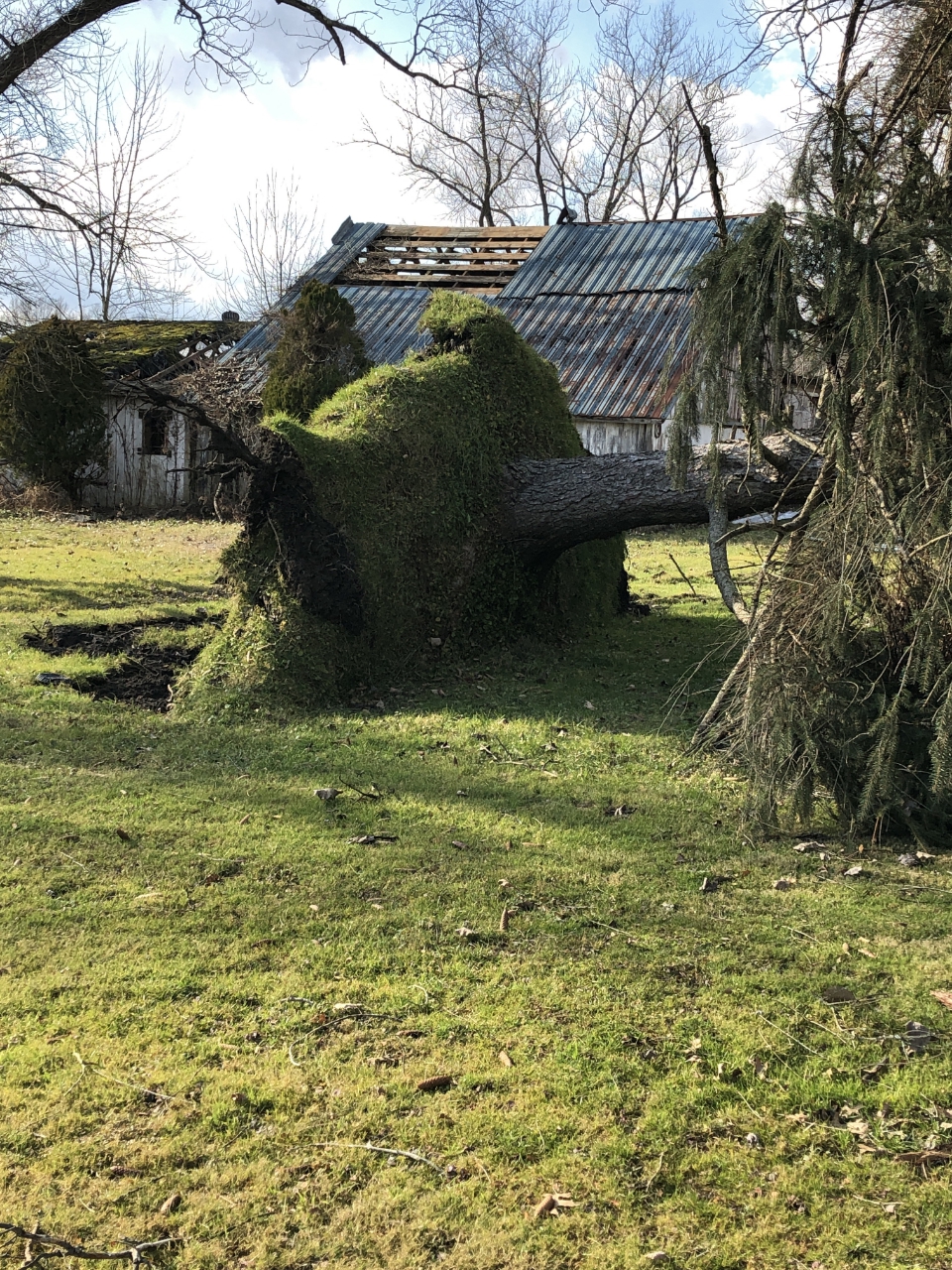 damage from Cortland tornado, tree and barn damage