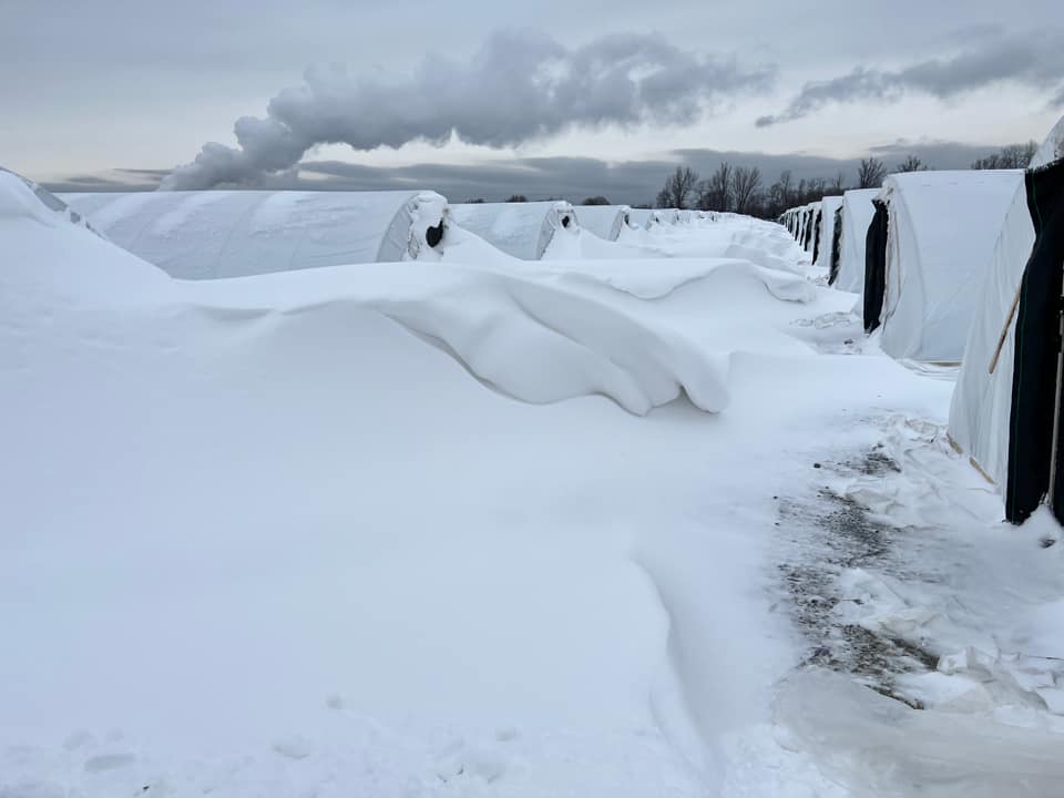 Snow drifts among 8 foot tall houses at Cottage Gardens in Perry, OH.
