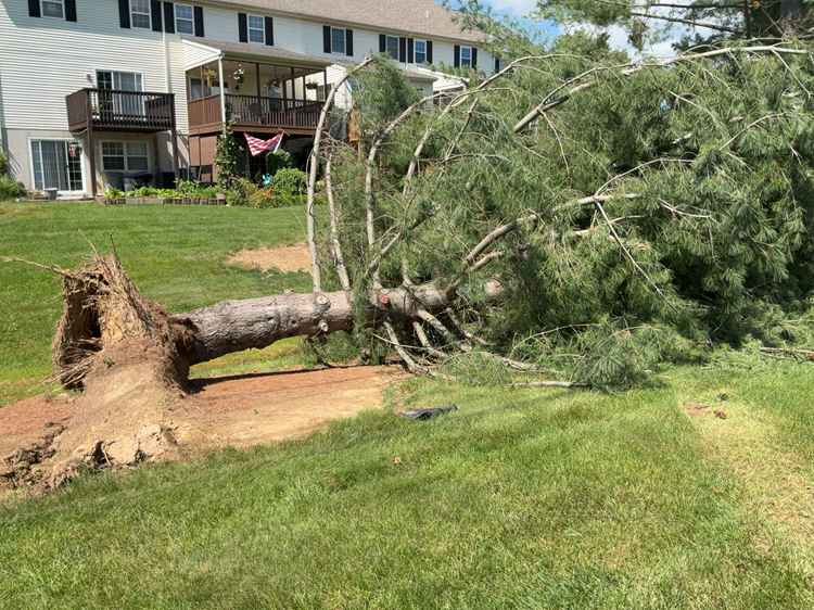 tree damage