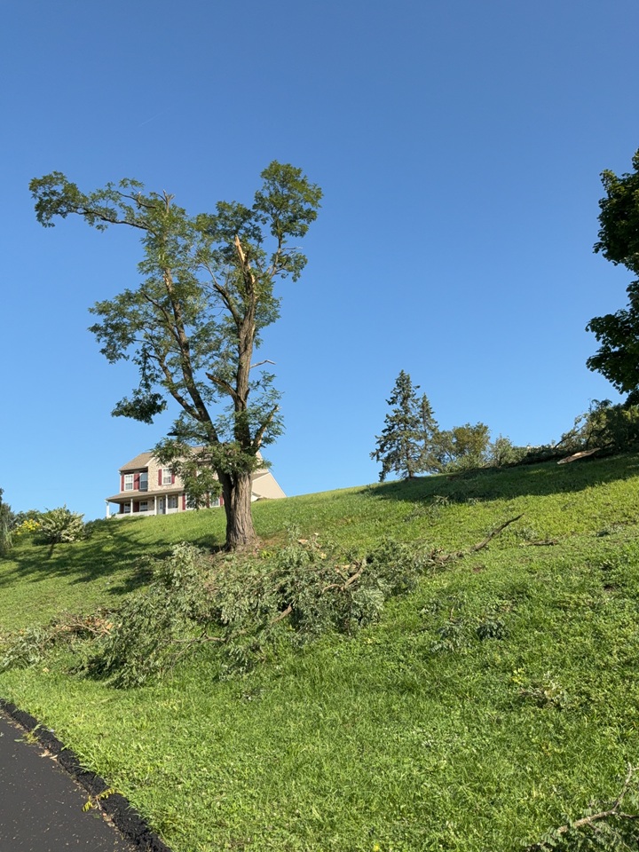 tree damage