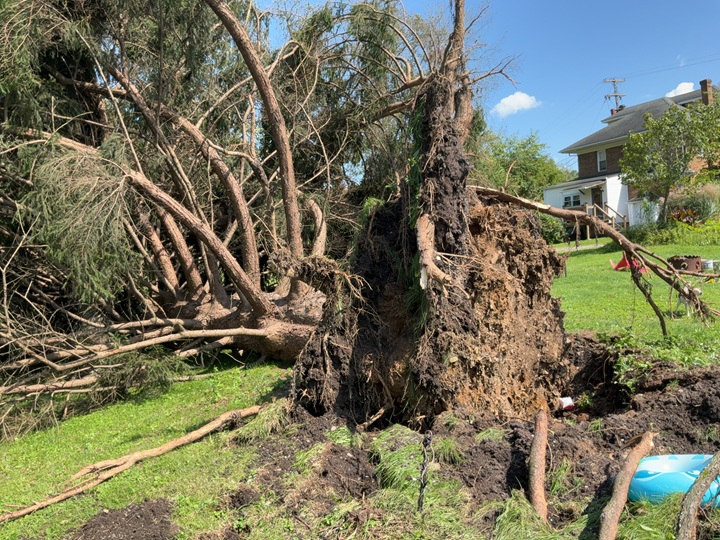 large tree uprooted