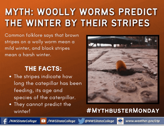 Woolly Worms
