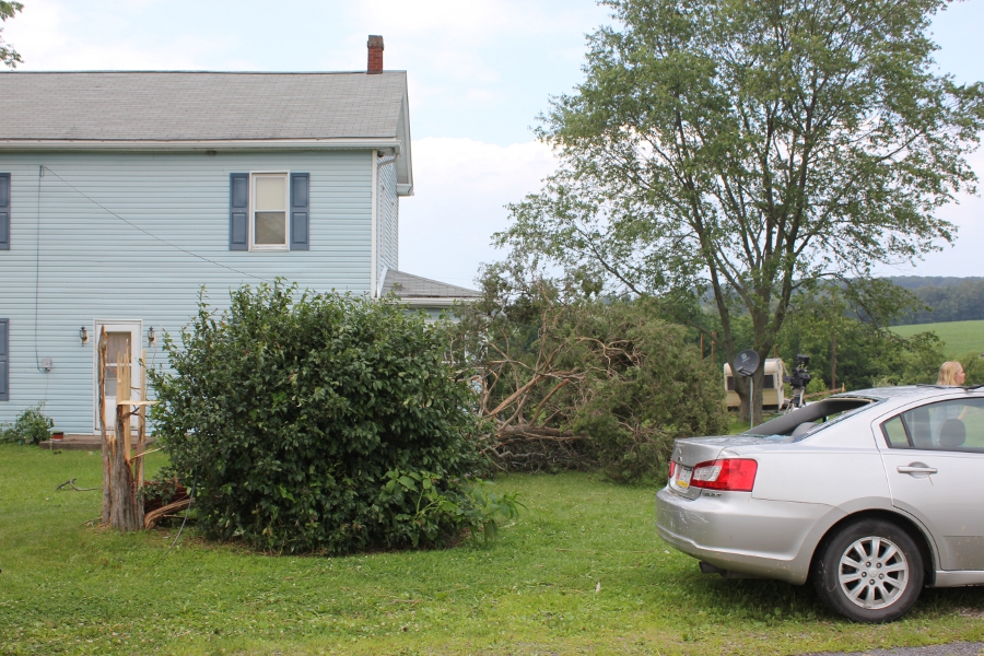 Tree damage