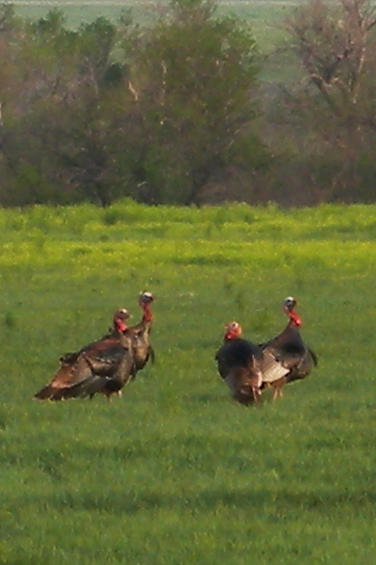 Four tom turkeys several hours after a tornado passed through Hodgeman county
