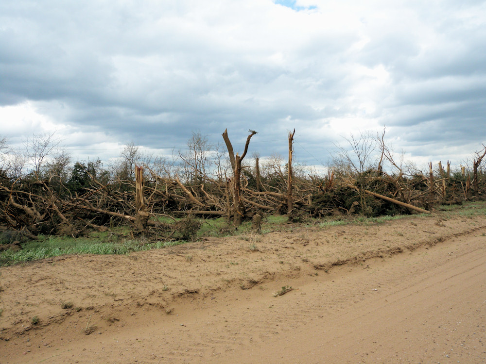 Tree damage in Edwards county