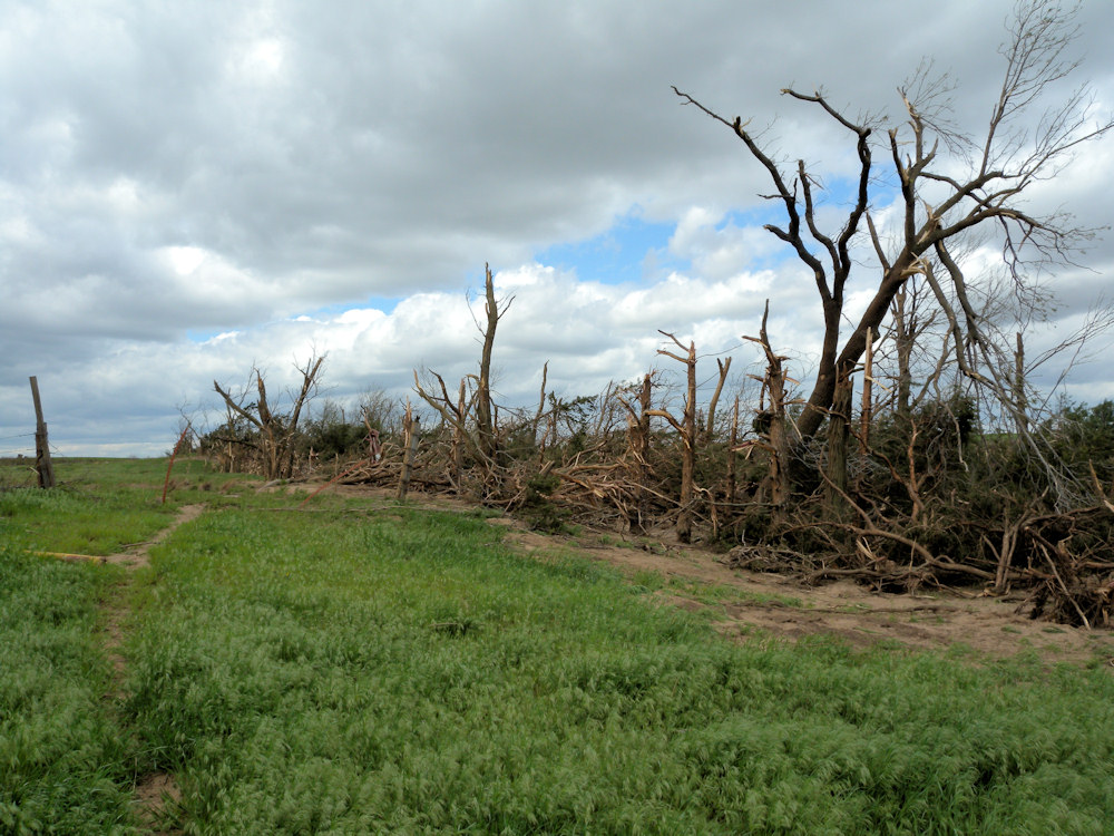 Tree damage in Kiowa county