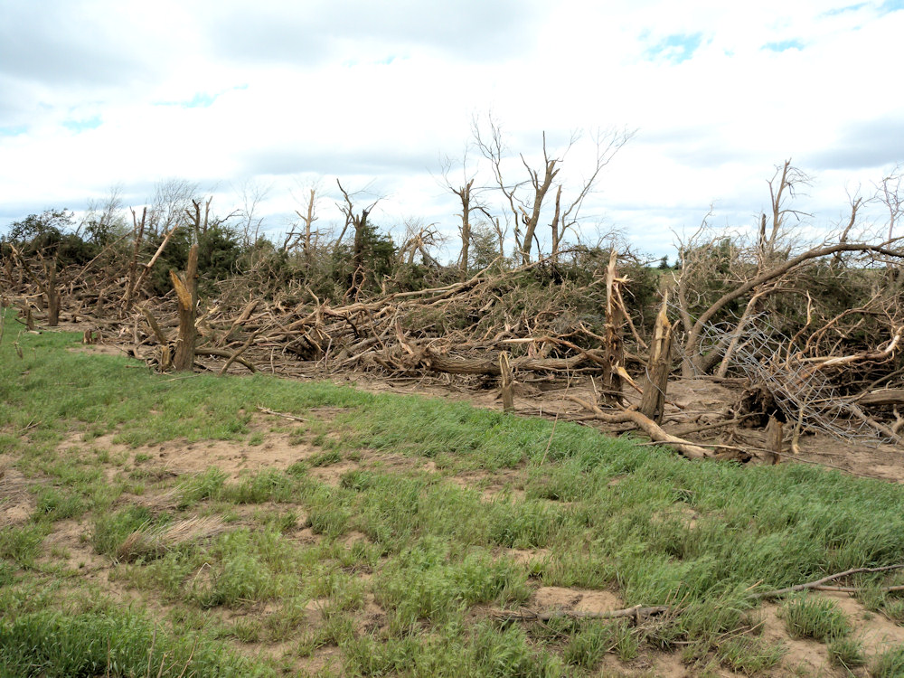Tree damage in Kiowa county