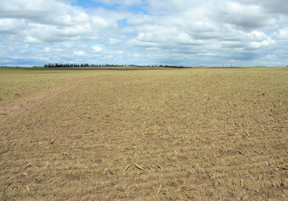 Wheat that was scoured by the tornado in Edwards county