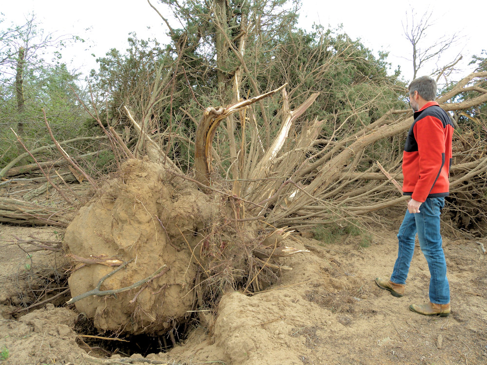 Larry Ruthi stands next to a large tree that was uprooted in Stafford county