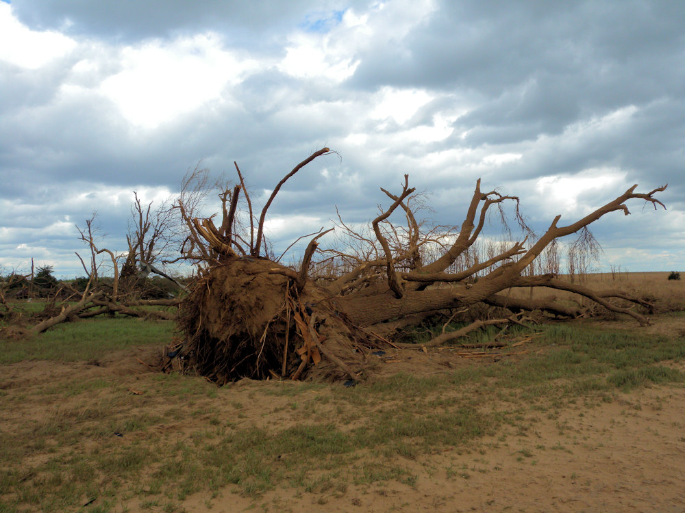 Large tree uprooted in Stafford county