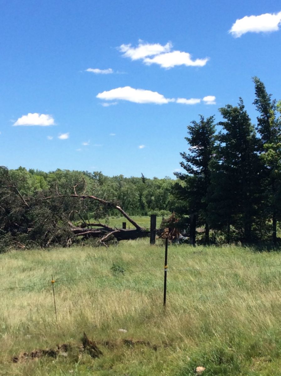 Tree damage south of Swan River