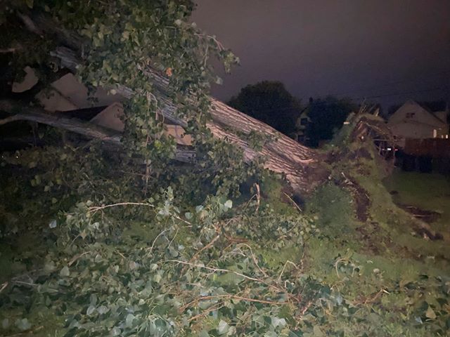 Large tree down in Superior, WI