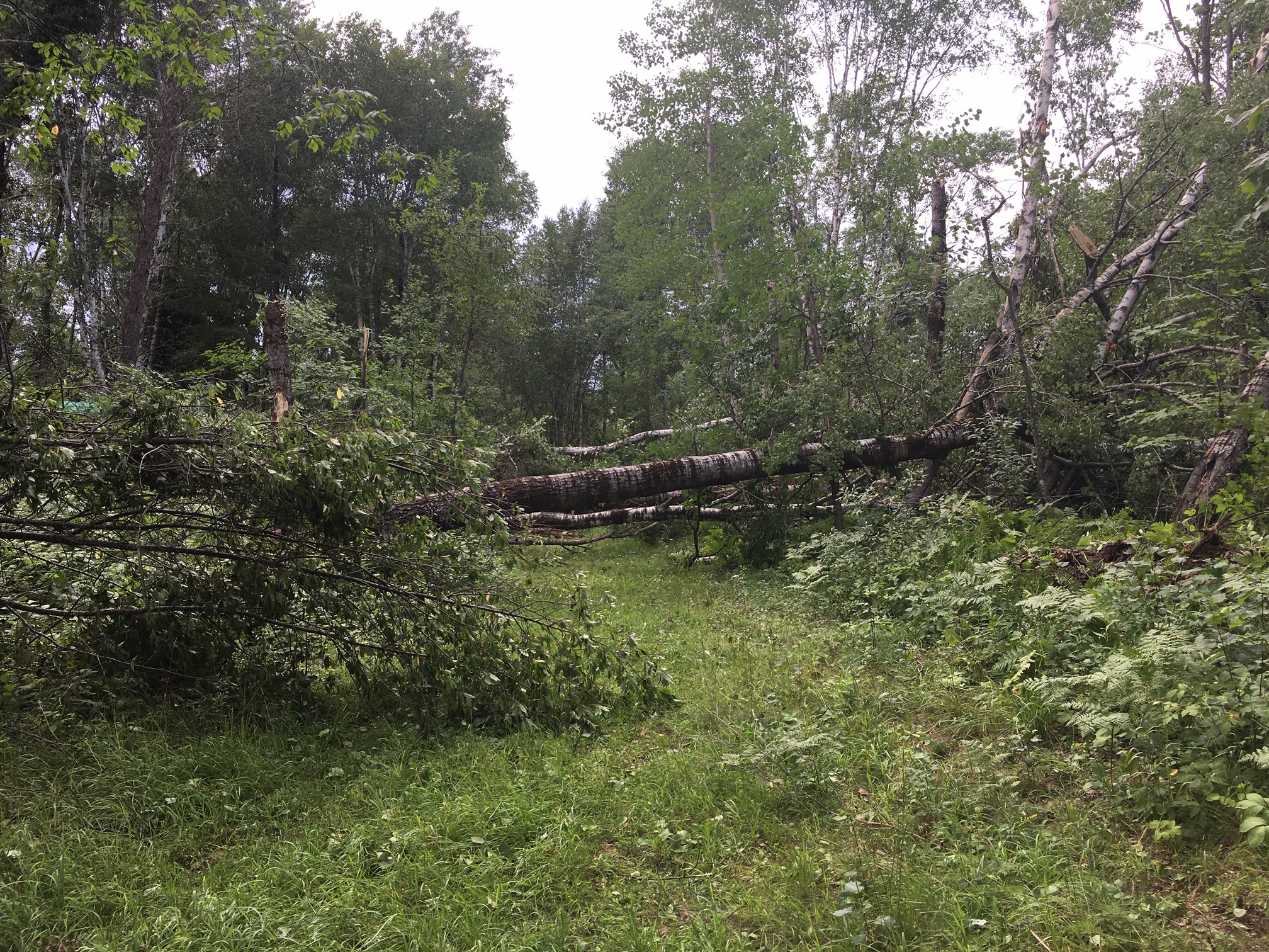 Tree damage near Kerrick, MN