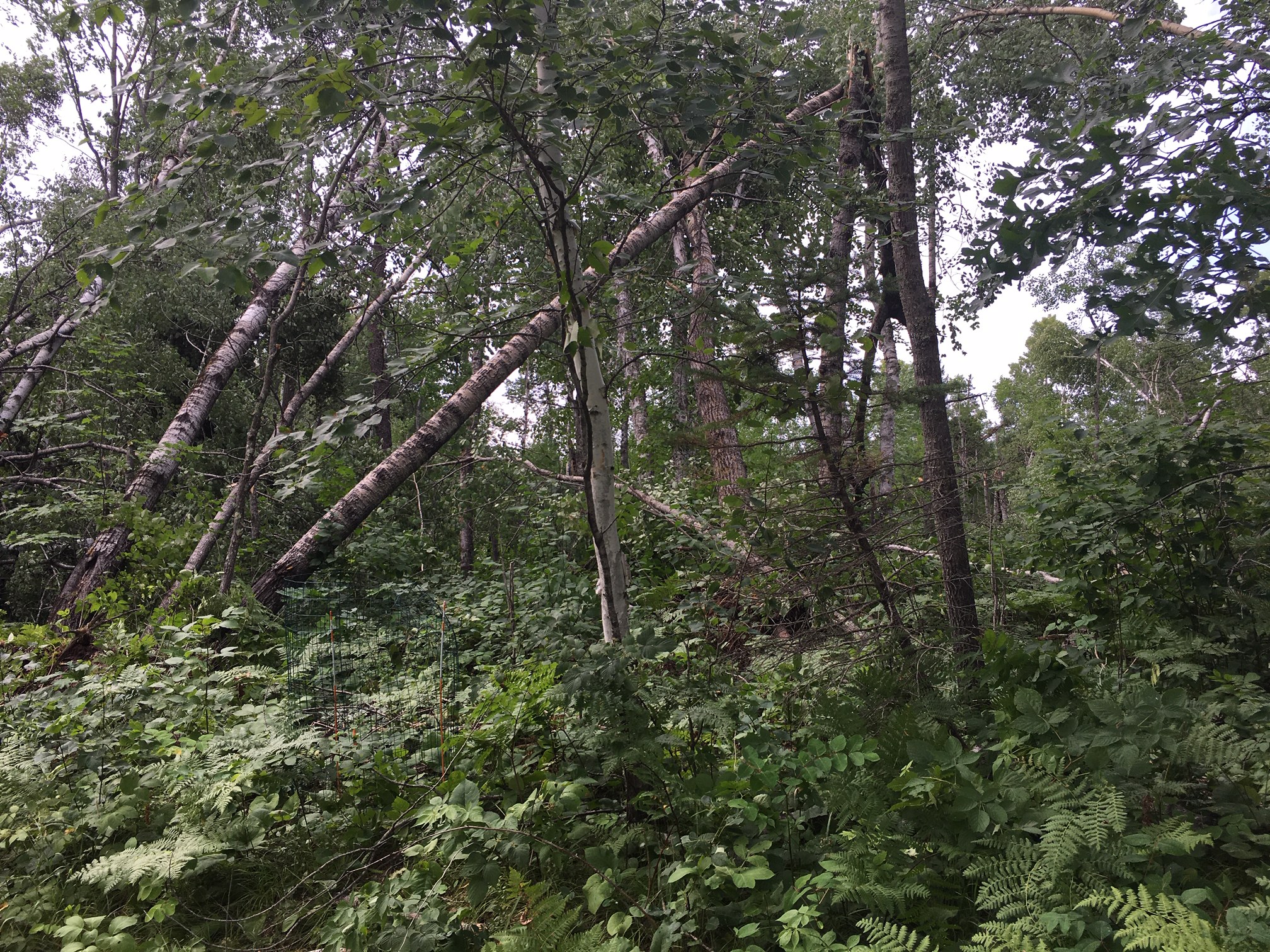 Tree damage near Kerrick, MN