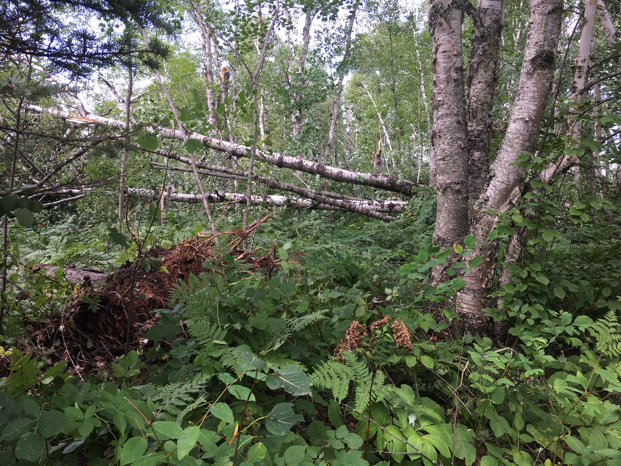 Tree damage near Kerrick, MN