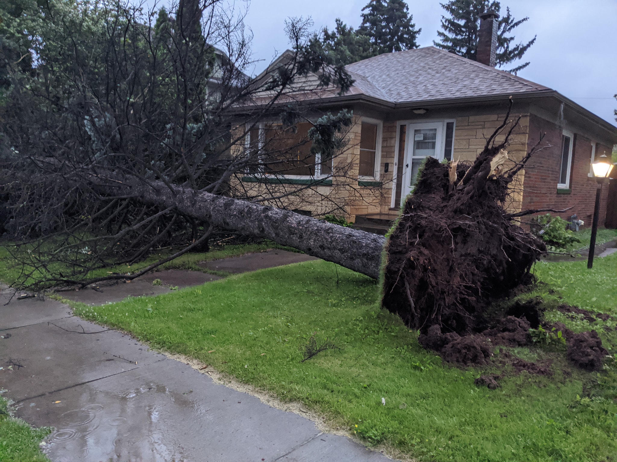 Large Tree Down