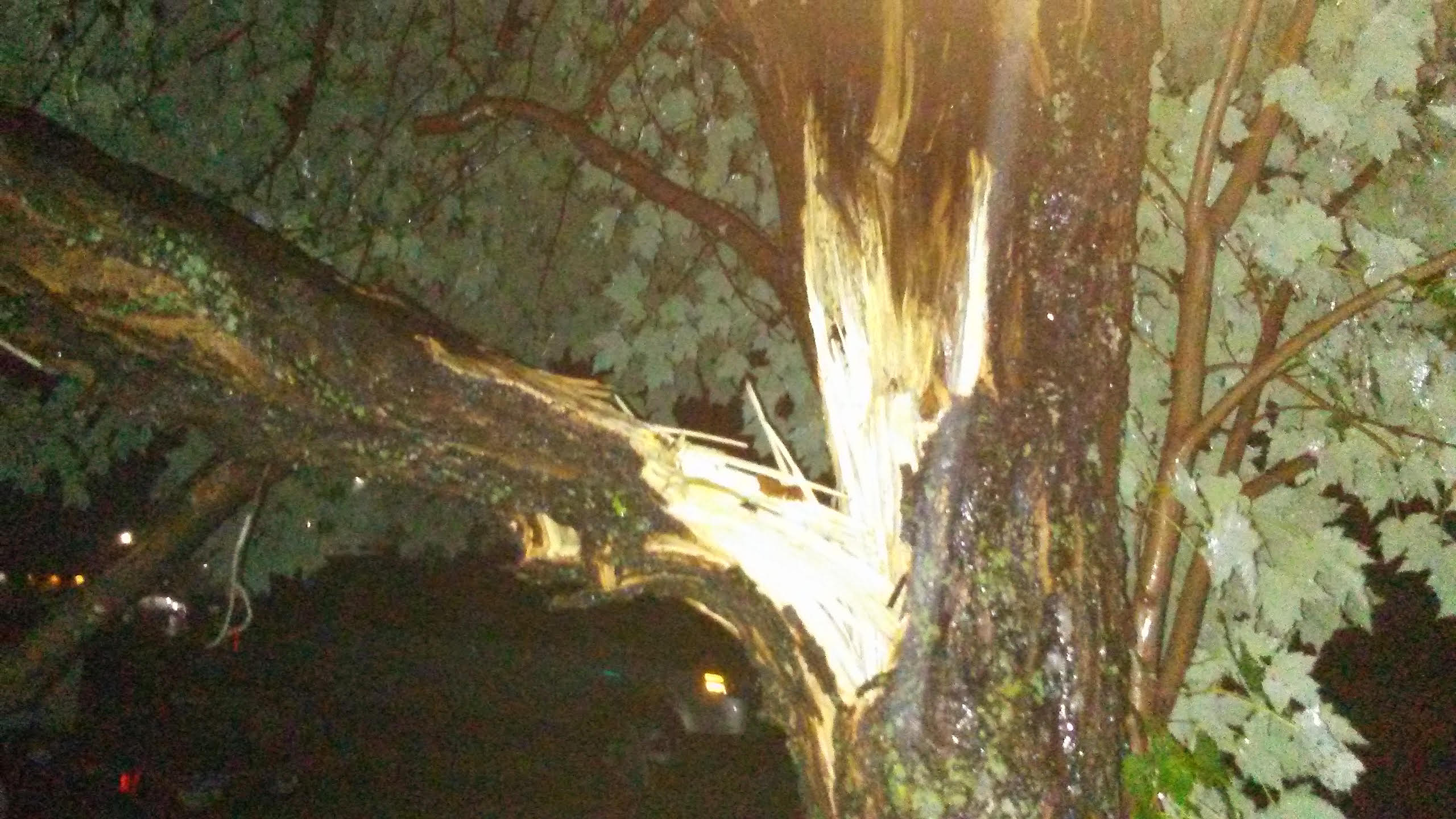 Tree snapped in Siren, WI