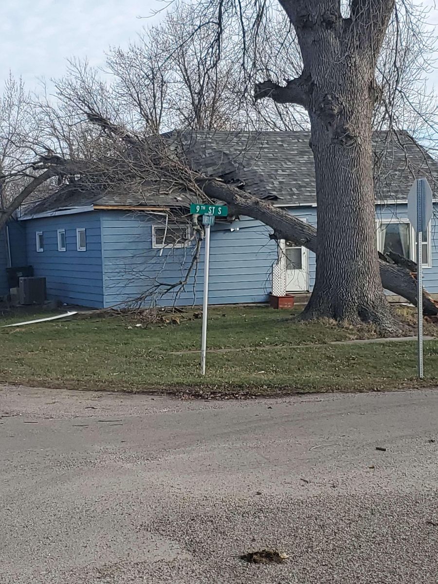 Tree on house