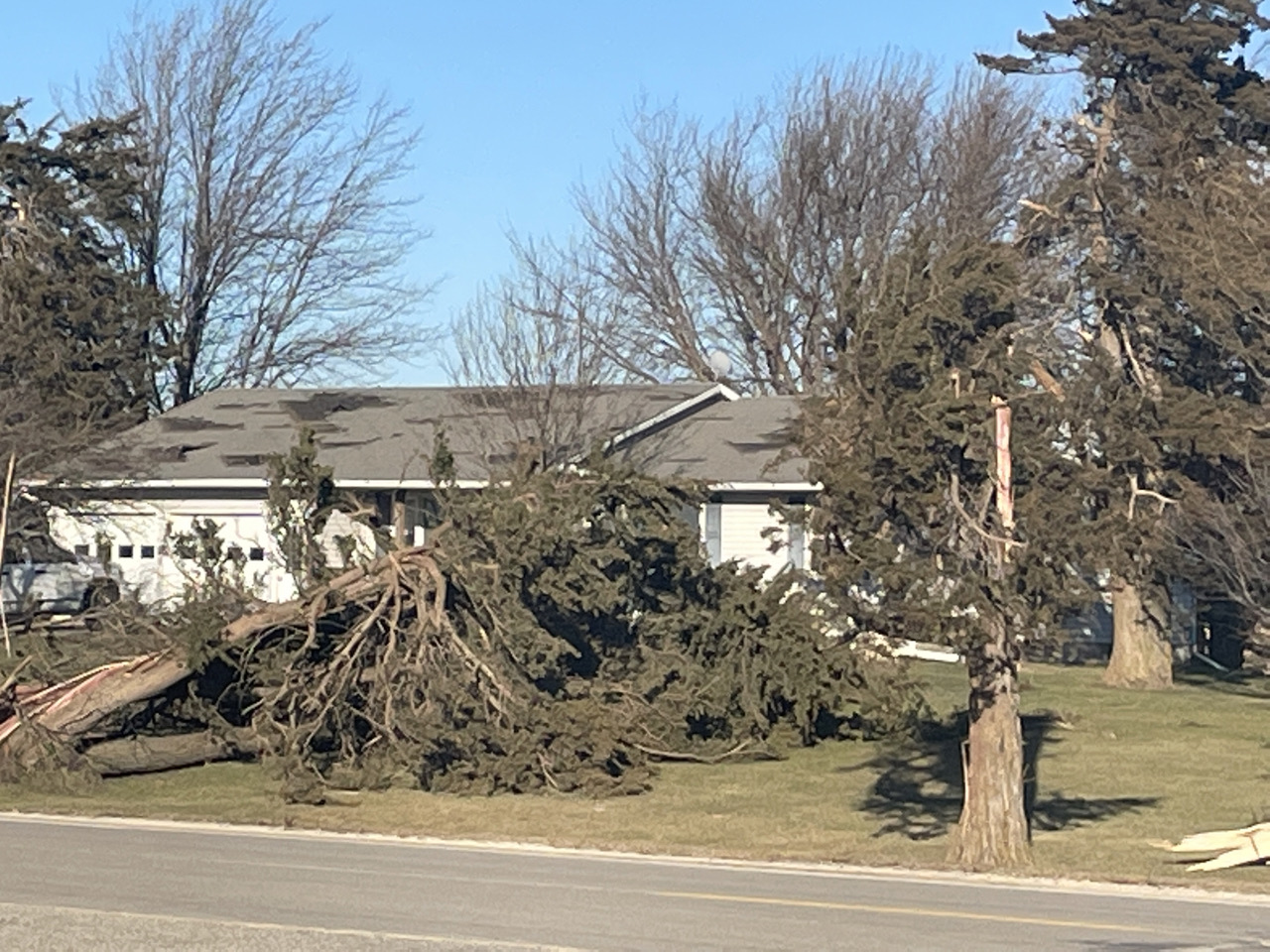 Tree damage