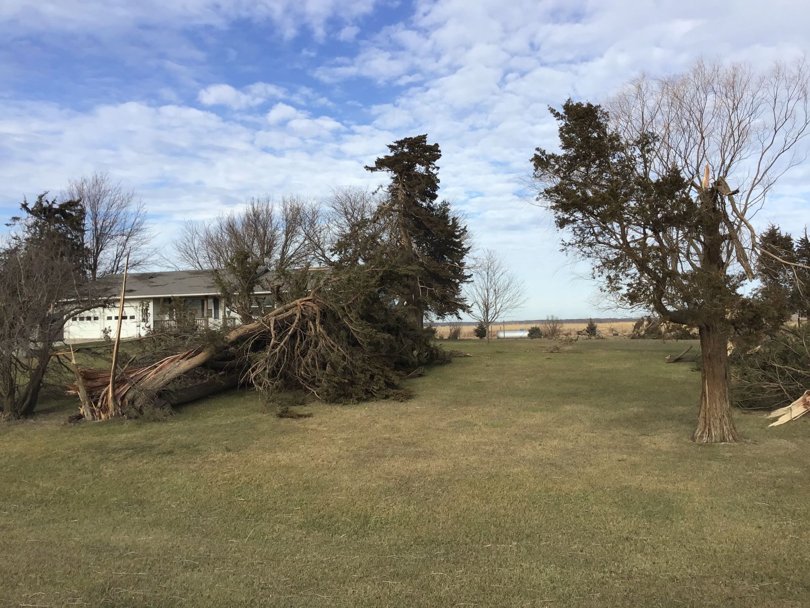 Tree damage