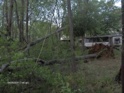 [ Downed Trees in Harris County. ]