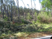 [ Tornado Damage from Heard county. ]