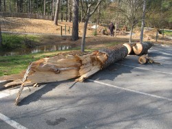 [ Tree down in East Cobb Park. ]