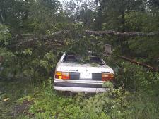 [ tree down on car ]