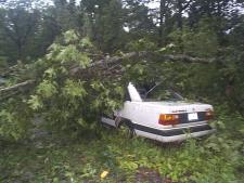 [ tree down on car ]