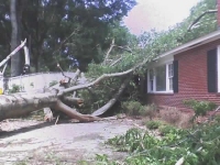 [ tree on a house ]