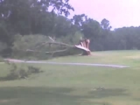 [ tree on edge of open field was snapped ]