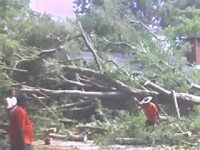 [ trees down in yard ]