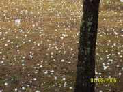 [ large hail in Palmetto yard ]