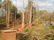 [ Trees down in back yard. ]