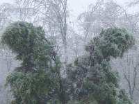 [ icing in trees ]